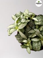Fittonia White Forest Flame