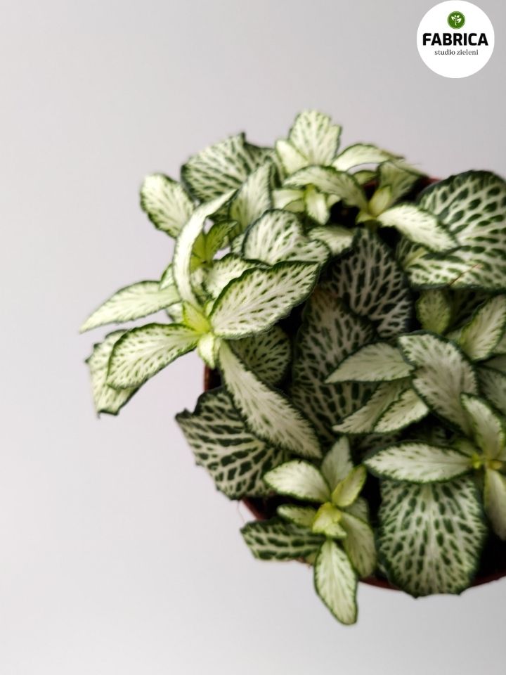 fittonia mosaic white forest flame (3) Fittonia White Forest Flame - obrazek 1