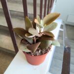 Kalanchoe Orgyalis - obrazek 2