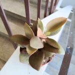 Kalanchoe Orgyalis
