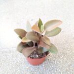 Kalanchoe Orgyalis - obrazek 7