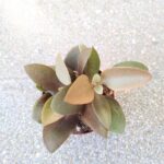 Kalanchoe Orgyalis - obrazek 6