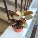 Kalanchoe Orgyalis - obrazek 5