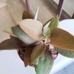 Kalanchoe Orgyalis - obrazek 4
