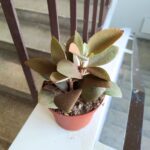 Kalanchoe Orgyalis - obrazek 3
