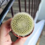 Notocactus Haselbergii - obrazek 2