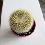 Notocactus Haselbergii - obrazek 7