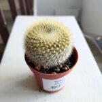 Notocactus Haselbergii - obrazek 6