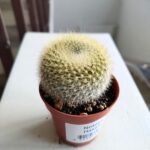 Notocactus Haselbergii - obrazek 5