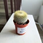 Notocactus Haselbergii - obrazek 4