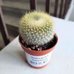 Notocactus Haselbergii