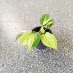 Filodendron / philodendron Burle marxii Variegata - obrazek 3