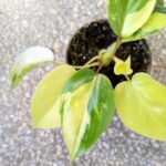 Filodendron / philodendron Burle marxii Variegata - obrazek 2