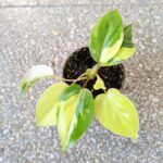 Filodendron / philodendron Burle marxii Variegata