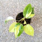 Filodendron / philodendron Burle marxii Variegata - obrazek 4