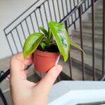 Filodendron / philodendron Esmeraldense - obrazek 2