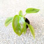 Filodendron / philodendron Esmeraldense