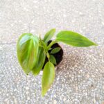 Filodendron / philodendron Esmeraldense - obrazek 7