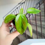 Filodendron / philodendron Esmeraldense - obrazek 6