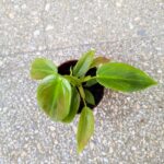 Filodendron / philodendron Esmeraldense - obrazek 5