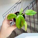 Filodendron / philodendron Esmeraldense - obrazek 4