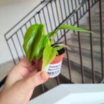 Filodendron / philodendron Esmeraldense - obrazek 3