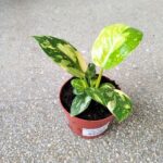 Filodendron / Philodendron Green Congo Hybrid M - obrazek 2