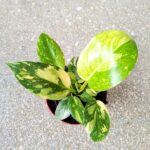 Filodendron / Philodendron Green Congo Hybrid M - obrazek 7