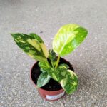 Filodendron / Philodendron Green Congo Hybrid M - obrazek 6