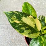 Filodendron / Philodendron Green Congo Hybrid M - obrazek 5