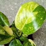 Filodendron / Philodendron Green Congo Hybrid M - obrazek 4
