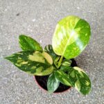 Filodendron / Philodendron Green Congo Hybrid M