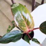 Filodendron / philodendron Bikini Pink - obrazek 6