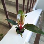 Filodendron / philodendron Bikini Pink - obrazek 8