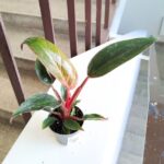 Filodendron / philodendron Bikini Pink - obrazek 7