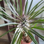 Pochypodium geayi / Kolczatka ;)