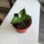 Sansewieria / Sansevieria Rookie - obrazek 2