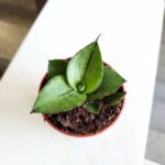 Sansewieria / Sansevieria Rookie - obrazek 4