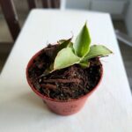 Sansewieria / Sansevieria Swan Dancer - obrazek 2