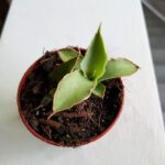 Sansewieria / Sansevieria Swan Dancer - obrazek 3