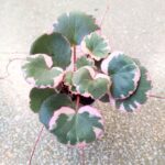Saxifraga stolonifera TRICOLOR - wisząca - obrazek 10