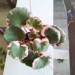 Saxifraga stolonifera TRICOLOR - wisząca - obrazek 7