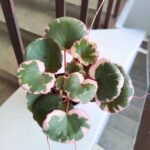 Saxifraga stolonifera TRICOLOR - wisząca - obrazek 5