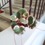 Saxifraga stolonifera TRICOLOR - wisząca - obrazek 3