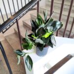 Scindapsus treubi DARK FORM