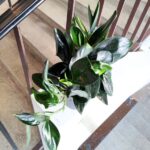 Scindapsus treubi DARK FORM - obrazek 4