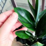 Scindapsus treubi DARK FORM - obrazek 3