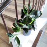 Scindapsus treubi DARK FORM - obrazek 2