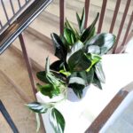 Scindapsus treubi DARK FORM - obrazek 6