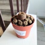 Solcorebutia Langeri - obrazek 2